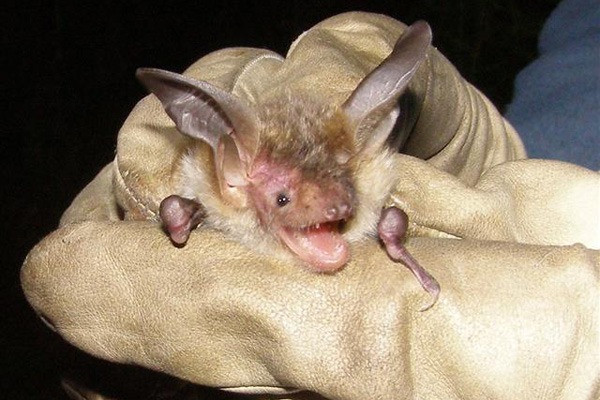 bechsteins bat bechsteins bat