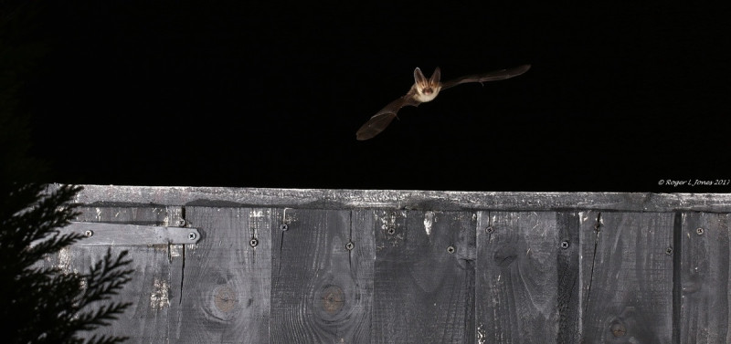 flying brown long eared bat flying brown long eared bat