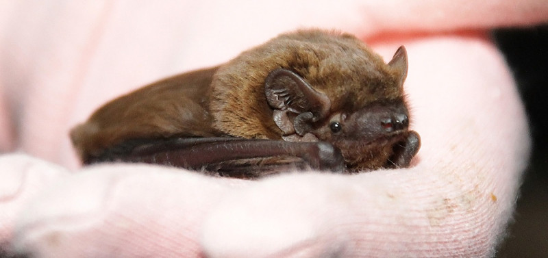 leislers bat leislers bat