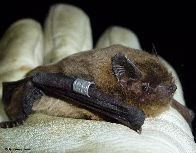 nathusius pip nathusius pip
