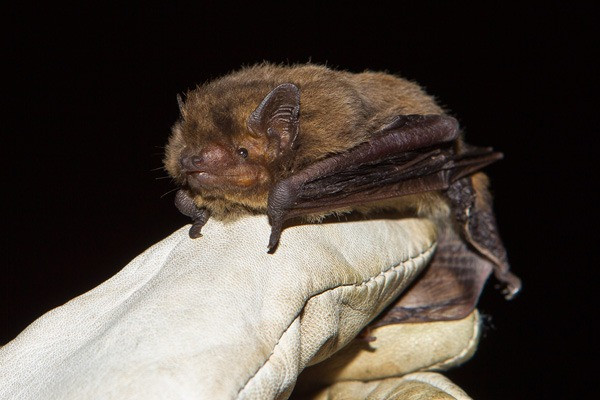 nathusius pipistrelle4 nathusius pipistrelle4