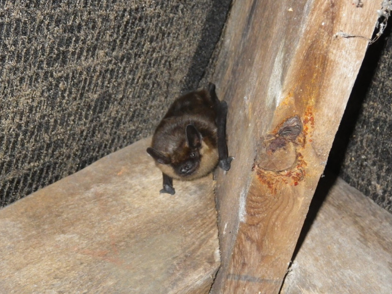serotine serotine